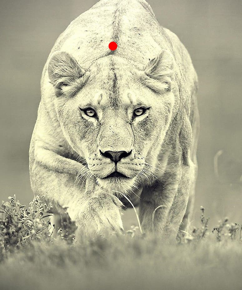 Point d'impact pour neutraliser un animal dangereux